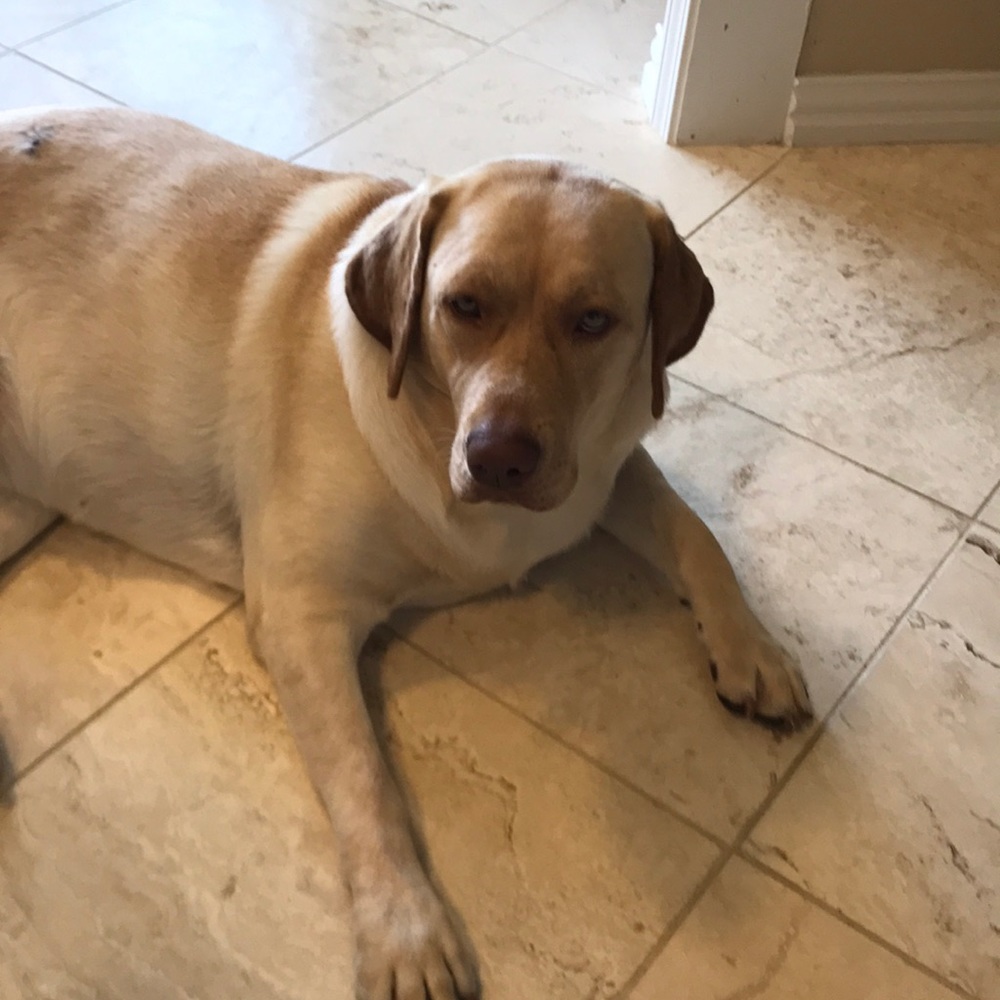 Meet your Posher, Karen